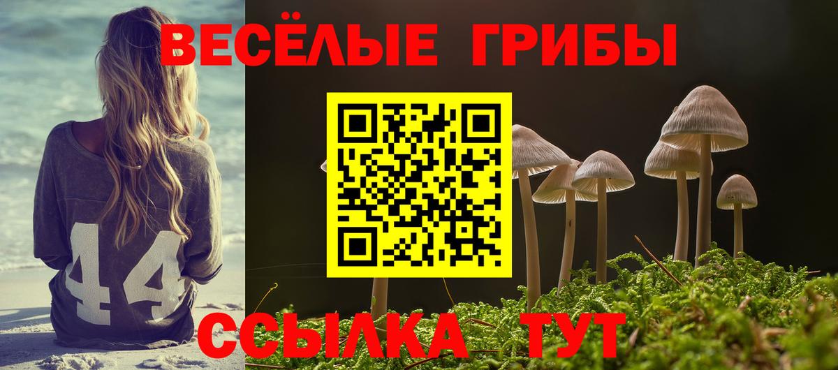 Галлюциногенные грибы Psilocybe Саранск